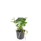 Pachysandra en godet - Pachysandra terminalis - H 10-25 cm, pot Ø9 cm - photo 3