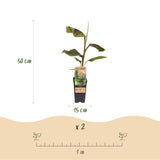 Green boutiQ - Fruitplant - Japanse vezelbanaan - Musa Ever Red - Winterhard - 2 planten - Pot 15cm Hoogte 50cm
