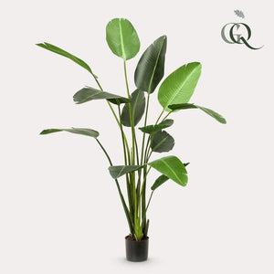 Pianta d'arte - Strelitzia Nicolai - Paradijsvogelbloem - 230cm