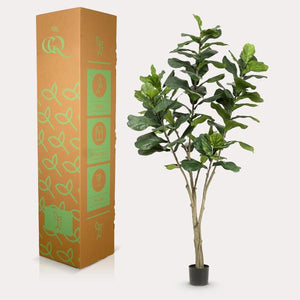 Pianta d'arte - Ficus Lyrata - Tabaksplant - 210 cm
