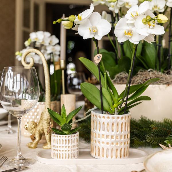 Azienda Kolibri | Plantenset Le Chic piccolo | Witte Phalaenopsis Orchid Amabilis in succulente incl. ceramica sierpotten su crema organica dienblad