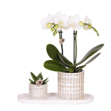 Azienda Kolibri | Plantenset Le Chic piccolo | Witte Phalaenopsis Orchid Amabilis in succulente incl. ceramica sierpotten su crema organica dienblad