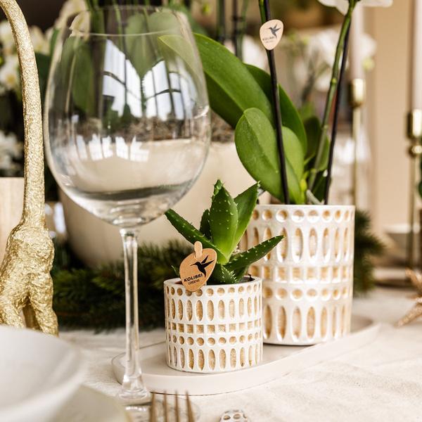 Azienda Kolibri | Plantenset Le Chic piccolo | Witte Phalaenopsis Orchid Amabilis in succulente incl. ceramica sierpotten su crema organica dienblad