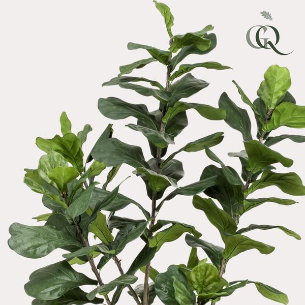 Pianta d'arte - Ficus Lyrata - Tabaksplant - 210 cm