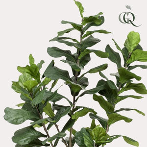 Pianta d'arte - Ficus Lyrata - Tabaksplant - 210 cm