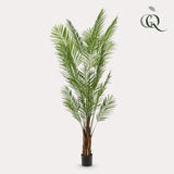 Piante d'arte - Areca Lutescens - Goudpalm - 240cm