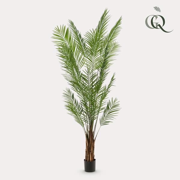 Piante d'arte - Areca Lutescens - Goudpalm - 240cm