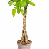 Pachira Aquatica Ø19cm - ↕80 cm