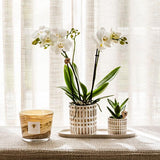 Azienda Kolibri | Plantenset Le Chic piccolo | Witte Phalaenopsis Orchid Amabilis in succulente incl. ceramica sierpotten su crema organica dienblad