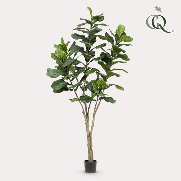 Pianta d'arte - Ficus Lyrata - Tabaksplant - 210 cm
