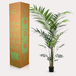 Pianta d'arte - Kentia -Kentiapalm - 210cm