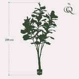 Pianta d'arte - Ficus Lyrata - Tabaksplant - 210 cm