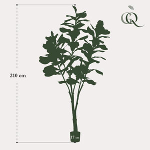 Pianta d'arte - Ficus Lyrata - Tabaksplant - 210 cm