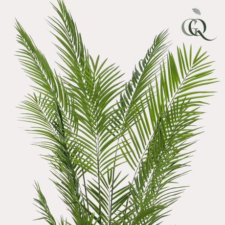 Piante d'arte - Areca Lutescens - Goudpalm - 240cm