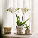 Azienda Kolibri | Plantenset Le Chic piccolo | Witte Phalaenopsis Orchid Amabilis in succulente incl. ceramica sierpotten su crema organica dienblad