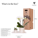 Azienda Kolibri | Plantenset Le Chic piccolo | Witte Phalaenopsis Orchid Amabilis in succulente incl. ceramica sierpotten su crema organica dienblad