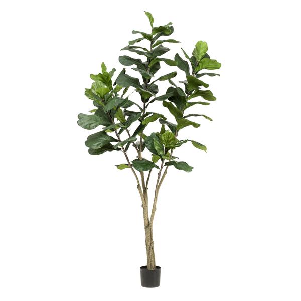 Pianta d'arte - Ficus Lyrata - Tabaksplant - 210 cm