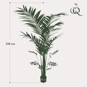 Pianta d'arte - Kentia -Kentiapalm - 210cm