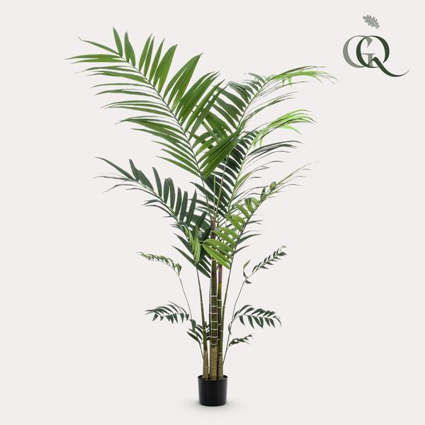 Pianta d'arte - Kentia -Kentiapalm - 210cm