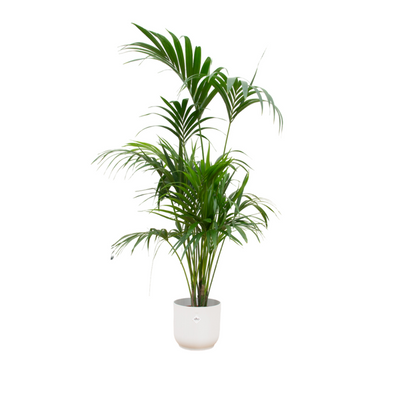 Offerta combinata - Palmo Kentia incluso con Vibes Fold Round con Ø30 - 180 cm