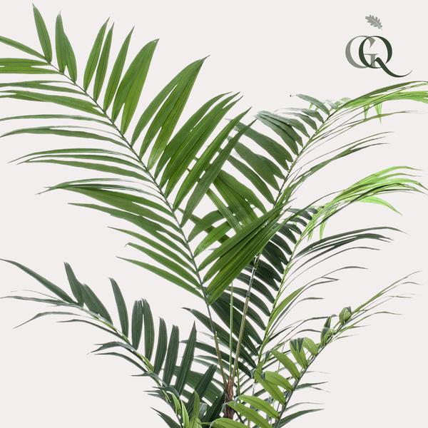 Pianta d'arte - Kentia -Kentiapalm - 210cm