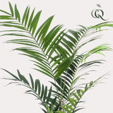 Pianta d'arte - Kentia -Kentiapalm - 210cm