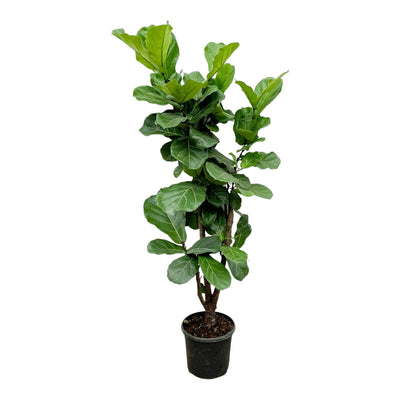 Ficus Lyrata verticale - 180cm - ⌀30