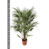Chamaerops Humilis struik - 180 cm- Ø30