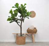 Pianta Ficus Lyrata - 180cm - ⌀30