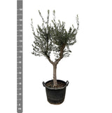 Olea Europaea Cultiva - 210cm - Ø45