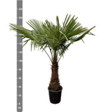 Trachicarpo - 235 cm - Ø45