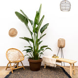 Strelitzia Augusta a stelo multiplo
