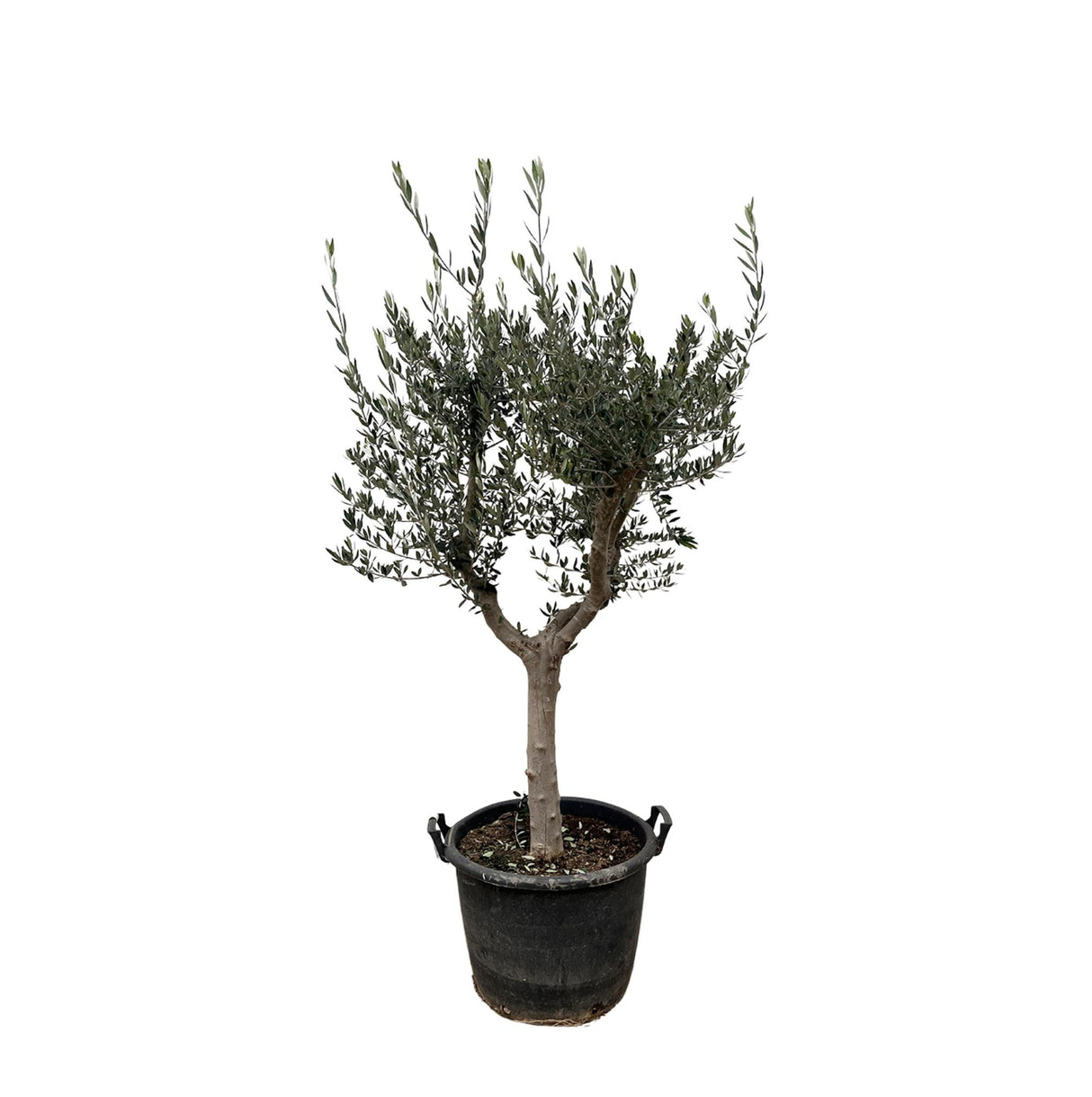 Olea Europaea Cultiva - 210cm - Ø45