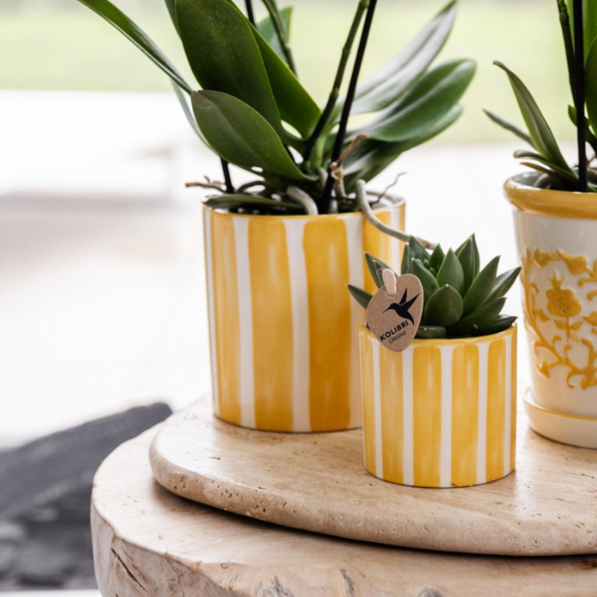 Azienda Kolibri | Set regalo Tramonto Mediterraneo | Set di piante con Phalaenopsis Orchidee Lausanne e piante grasse incl. ceramica in ceramica
