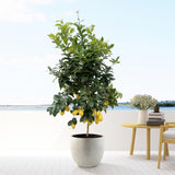 Agrumi Limone - 200cm - ø40