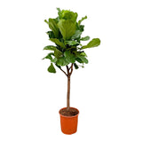 Pianta Ficus Lyrata - 180cm - ⌀30