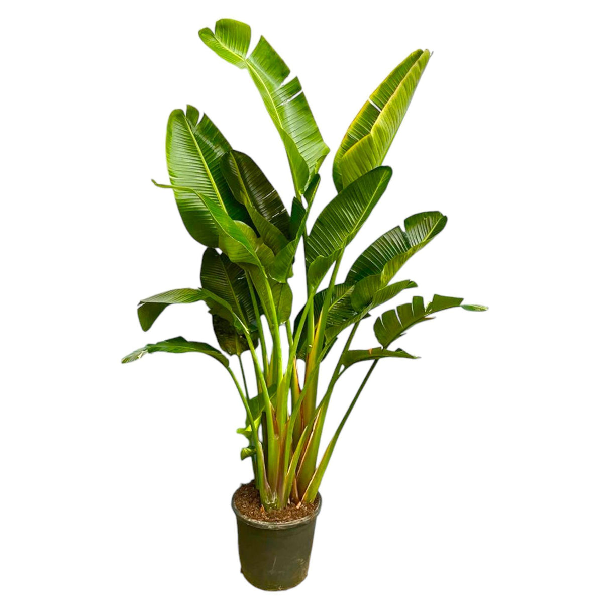 Strelitzia Augusta a stelo multiplo