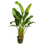 Strelitzia Augusta a stelo multiplo