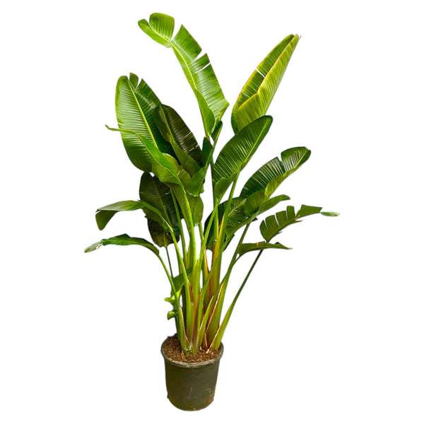 Strelitzia Augusta a stelo multiplo