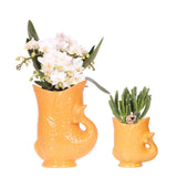 Orchidee Kolibri | Set di orchidee bianche Nazaré in succulente in Pesce sierpot oranje - potmaat Ø9cm & Ø6cm | bloeiende kamerplant - vers van de kweker