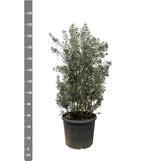 Striscia di Olea Europaea - 225 cm- Ø50