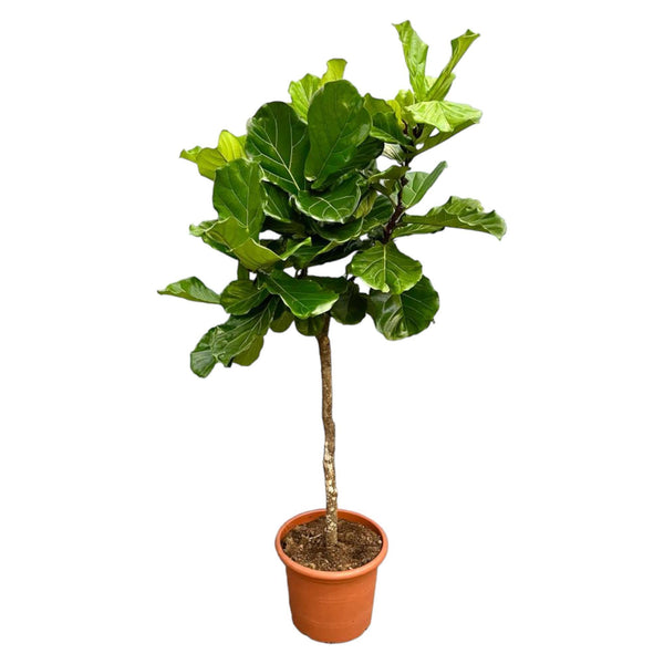 Ficus Lyrata Boom XXL - 210 cm - ø40