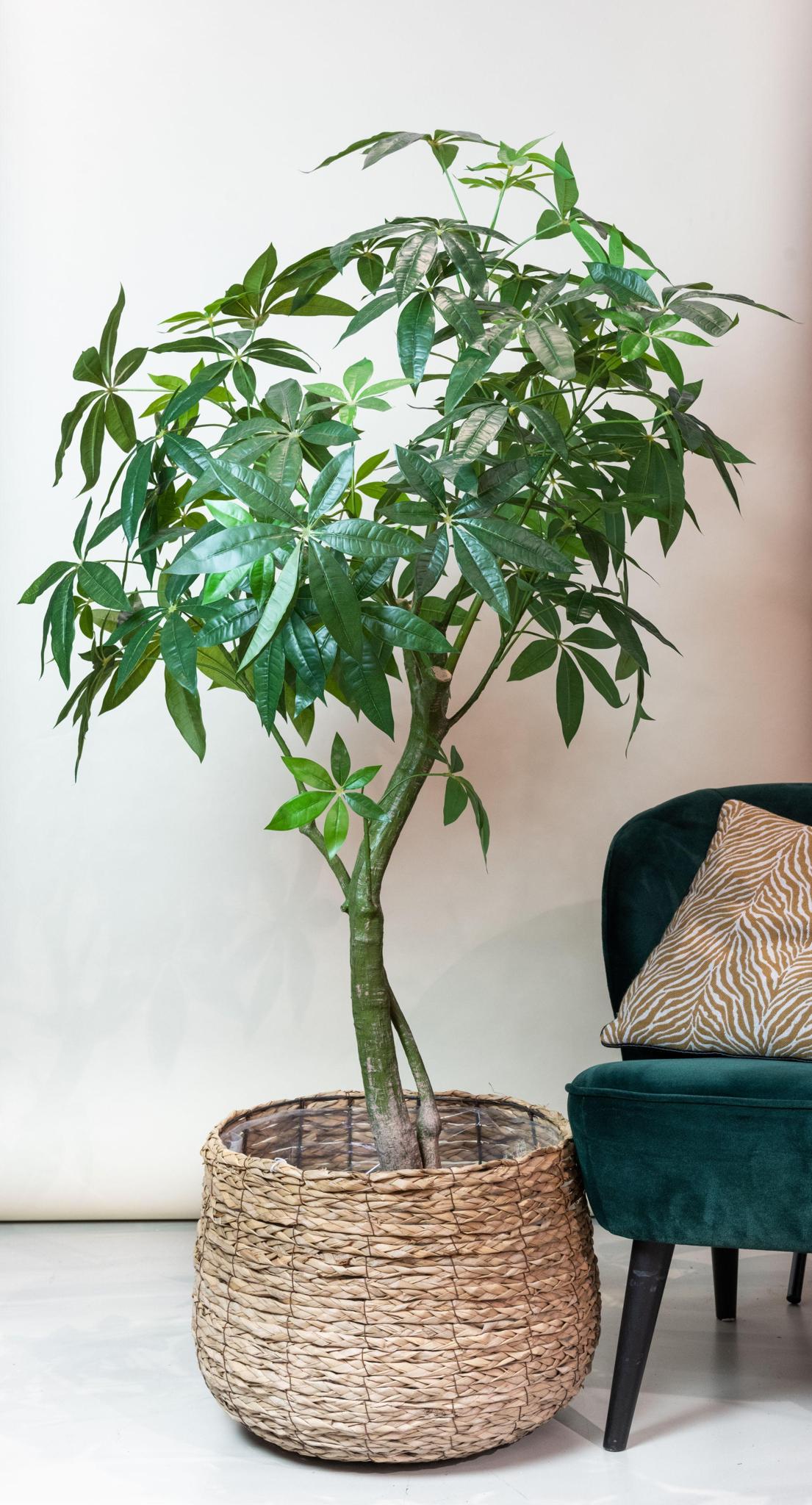 Pianta d'arte - Pachira Aquatica - Geldboom - 180 cm