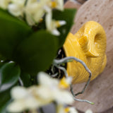 Azienda Kolibri | Set regalo Tramonto Mediterraneo | Set di piante con Phalaenopsis Orchidee Lausanne e piante grasse incl. ceramica in ceramica