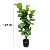 Ficus Lyrata verticale - 180cm - ⌀30