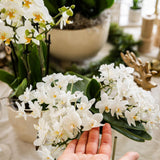 Orchidee Kolibri | Orchidea phalaenopsis bianca - Nazaré - vaso Ø9cm | bloeiende kamerplant - vers van de kweker