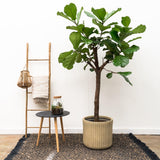 Ficus Lyrata Boom XXL - 210 cm - ø40