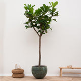 Ficus Lyrata Boom XXXL - 300cm - ø55