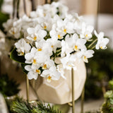 Orchidee Kolibri | Orchidea phalaenopsis bianca - Nazaré - vaso Ø9cm | bloeiende kamerplant - vers van de kweker