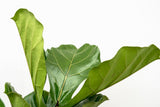 Ficus Lyrata verticale XL - 200cm - ø32